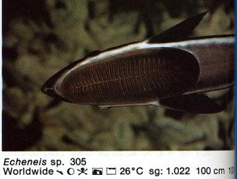 Echeneis sp